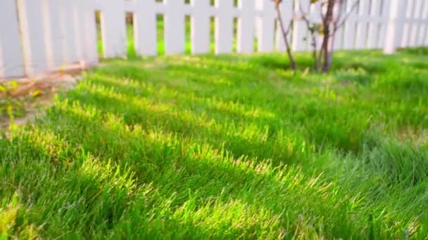 Hierba Verde Sol Cerca Cálido Día Verano Fuera Ciudad Sombras — Vídeos de Stock