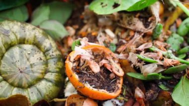Yiyecek ve diğer insan atıkları gübre üzerinde, yakın plan. Pürüzsüz kamera çalışıyor. Yüksek kaliteli FullHD görüntüler