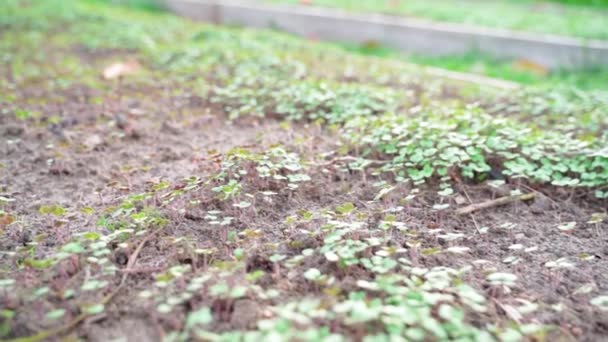 庭のベッドの土壌から発芽した白いマスタード 高品質のフルHd映像 — ストック動画