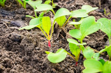 Genç kırmızı turp filizleri yakında büyür. Bahçe yatağında yetişen yeşil yapraklar.
