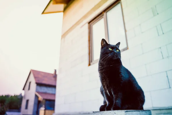 一只漂亮的黑猫在前景和一个新建成的充气混凝土房子的背景 美洲狮守护着私人领地 — 图库照片