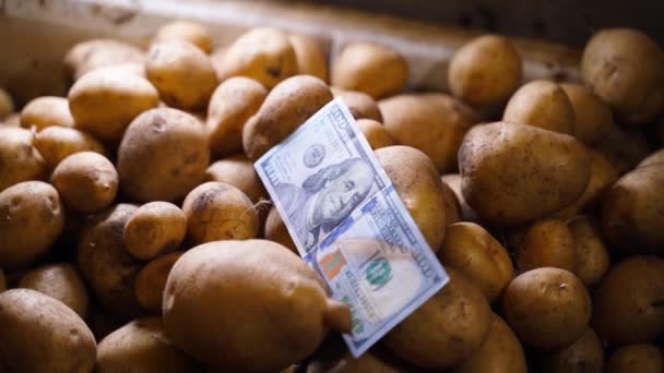 Honderd Dollar Cash Ligt Een Witte Aardappel Kelder Close Gladde — Stockvideo
