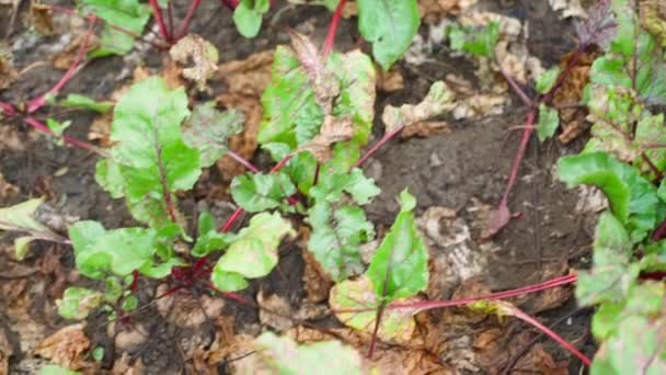 Vyschlé Suché Listy Rostoucí Červené Řepy Sucho Zahradě Vysoce Kvalitní — Stock video