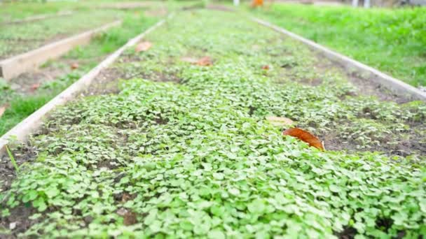 庭の白いマスタード 緑の肥料を播種した秋の長い庭のベッド 高品質のフルHd映像 — ストック動画