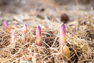 Baharda sebze bahçesinde ilk ısınma ve genç kuşkonmaz filizleri aktif olarak büyümeye başlar. Ev bahçesindeki lezzetli sebze kuşkonmazının ilk meyveleri, yakın plan.