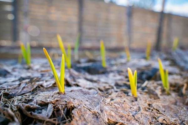 Young green sprouts of garlic grow in the vegetable garden in the evening. Plant sprouts break through dry fallen leaves in a garden bed. First warming after winter