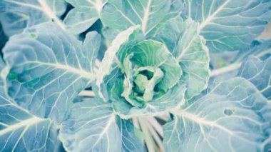 Sonbaharın sonlarında filizlenen büyük bir Brüksel yaprağı, yakın plan. Yüksek kaliteli FullHD görüntüler