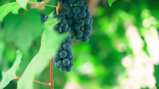 Vine Bunches Blue Grapes Vineyard Close Blurred Background High Quality — Stock Video