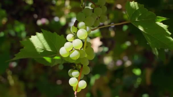 Infertile White Grapes Small Number Berries Grow Close High Quality — Stock Video