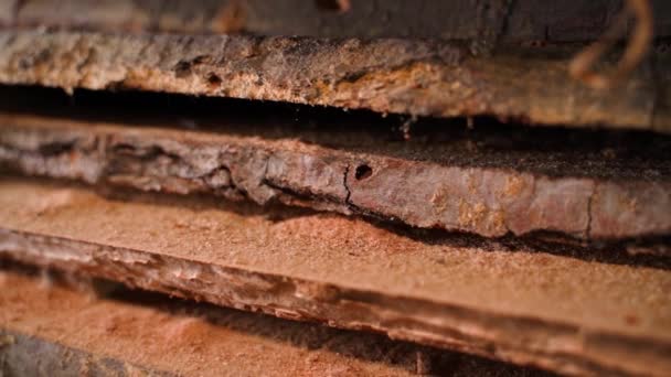 Eiken Planken Beschadigd Opgegeten Door Ongedierte Hoge Kwaliteit Fullhd Beeldmateriaal — Stockvideo