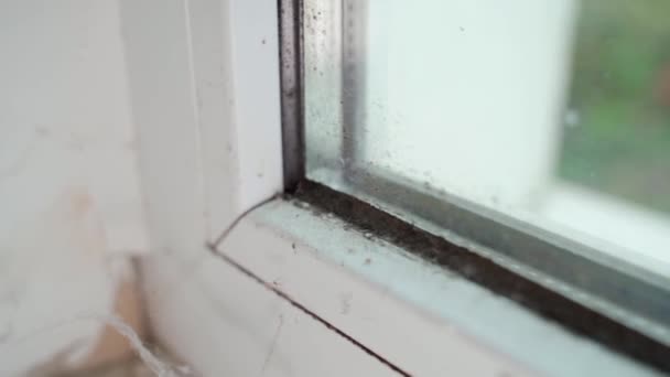 Gummifensterdichtung Form Nahaufnahme Hohe Luftfeuchtigkeit Kunststofffenster Hochwertiges Fullhd Filmmaterial — Stockvideo