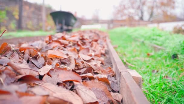 가을에는 정원에 침대에 낙엽을 퇴비로 놓는다 정원을 가꾸는 데말린 질높은 — 비디오