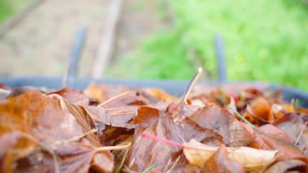 Žlutooranžové Padající Listy Podzimním Detailním Hladkém Pohybu Fotoaparátu Údržbář Pracuje — Stock video