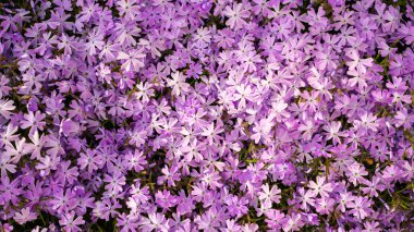 Subulata phlox hassas pembe renk arka plan duvar kâğıdı