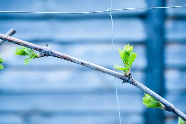 春寒和夜间霜冻及其对葡萄生长的影响 葡萄园里的第一片绿叶 — 图库照片