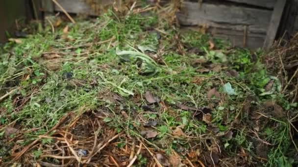 Compostage Des Mauvaises Herbes Jardin Sur Tas Compost Des Images — Video