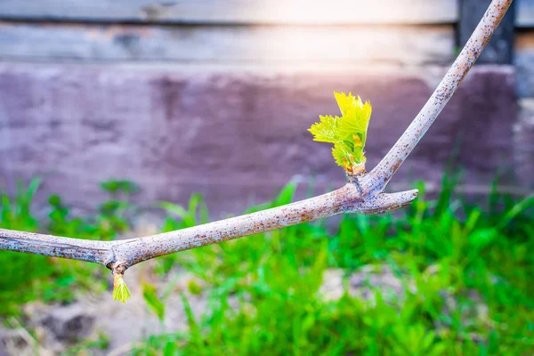 First Green Leaves Awakening Grapes Spring Close Blooming New Grape — Stock Photo, Image