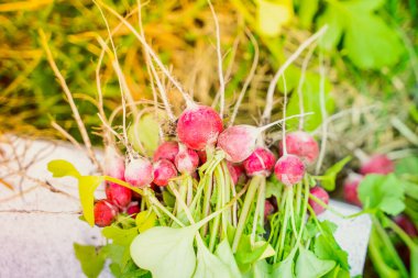 Ev bahçesinden taze kırmızı turp. Yakın plan.