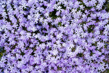 Subulata fenomenin arka plan duvar kâğıdı narin mor rengi