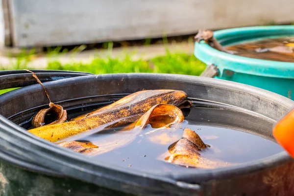 stock image Banana tincture in water for watering plants, close-up. Plastic bucket with water and banana peel