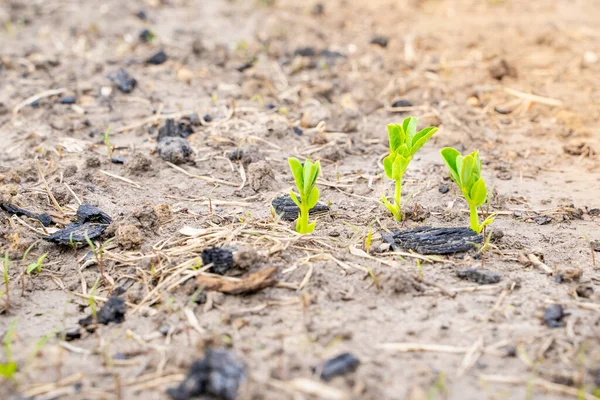 Νεαρά Φύτρα Μπιζελιών Φυτρώνουν Στο Χώμα Στο Στρώμα Του Κήπου — Φωτογραφία Αρχείου