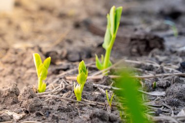 Bahçe yatağındaki toprakta büyüyen bezelye filizleri.