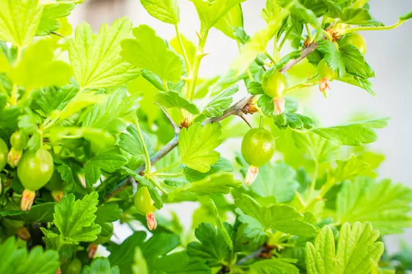 stock image Bush with growing green gooseberry, close up