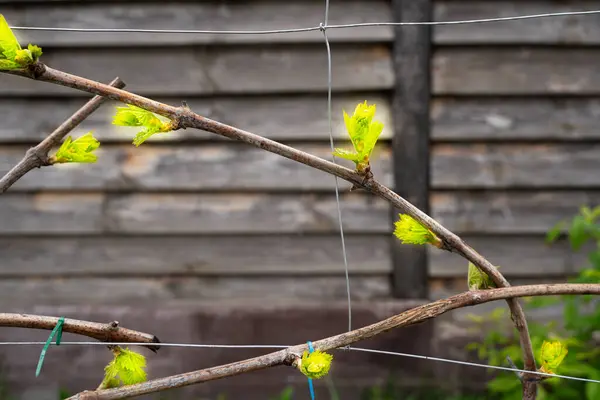 春天醒来的葡萄的第一片绿叶 开花的新葡萄芽 — 图库照片