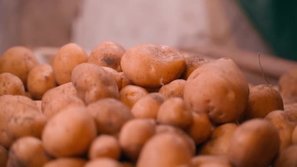 倉庫のクローズアップでジャガイモの白 滑らかなカメラの動き 高品質のフルHd映像 — ストック動画
