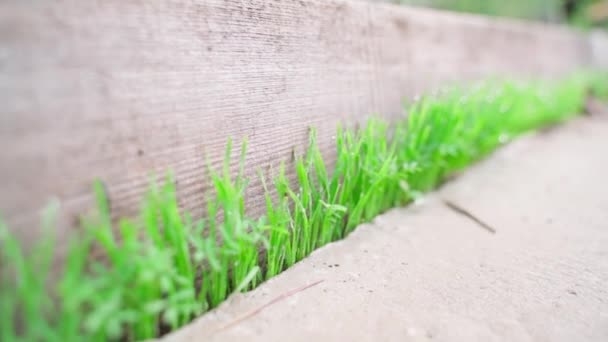 Ungt Grönt Gräs Våren Dagg Närbild Grodda Gräset Från Betong — Stockvideo