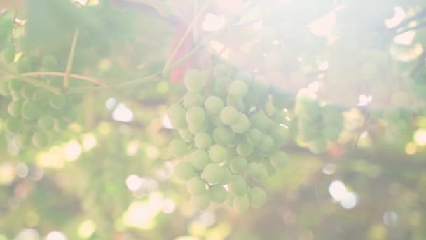 Виноградник Білим Виноградом Теплу Сонячну Погоду Зелений Вирощуючий Виноград Крупним — стокове відео