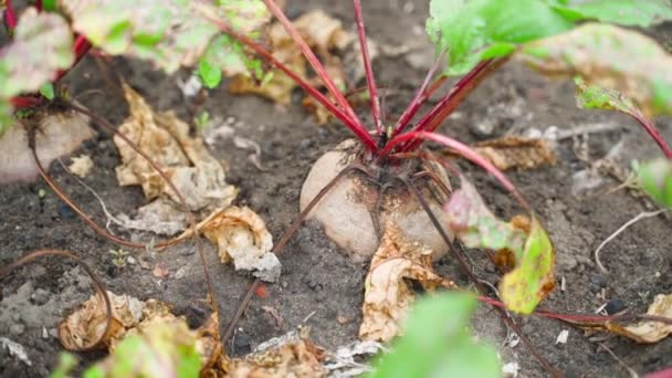 Beets Grow Ground Close Harvest Season Garden High Quality Fullhd — Stock Video