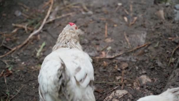 Camera Follows Walking White Chicken High Quality Fullhd Footage — Stock Video