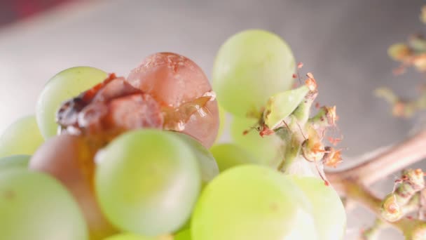 Housefly Arrives Climbs White Grape Has Been Sporting Close High — Stock Video