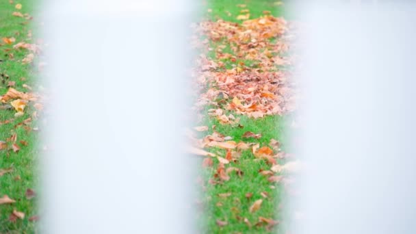 Folhas Caídas Grama Verde Atrás Uma Cerca Branca Movimento Suave — Vídeo de Stock