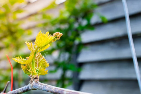 春天醒来的葡萄的第一片绿叶 开花的新葡萄芽 — 图库照片