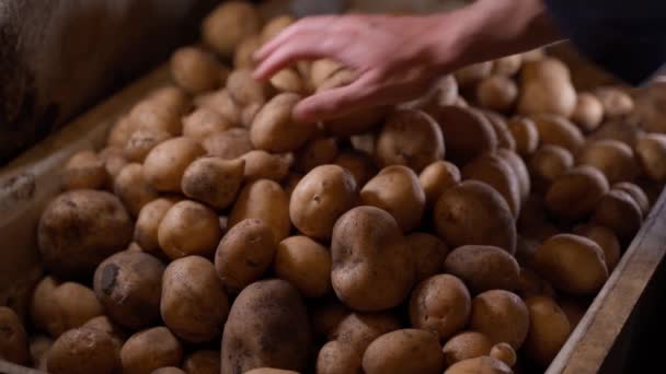 手はジャガイモのクローズアップの上にスライドします 地下に自家製ジャガイモの在庫 野菜の収穫に誇り 高品質4K映像 — ストック動画