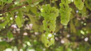 Üzümler çürük çilek ile yakın planda, bulanık arkaplanda. Pürüzsüz kamera hareketi. Yüksek kaliteli FullHD görüntüler