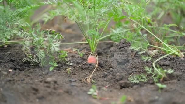 Zanahorias Creciendo Jardín Cerca Buen Cultivo Raíces Naranja Movimiento Suave — Vídeo de stock