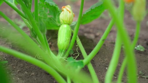 Bahçede Genç Yeşil Bir Kabak Yetişiyor Yakın Plan Pürüzsüz Kamera — Stok video