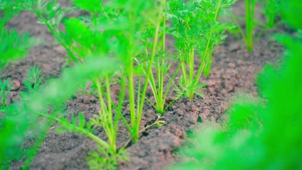 Las Zanahorias Jóvenes Que Crecen Jardín Sacan Del Suelo Mano — Vídeo de stock