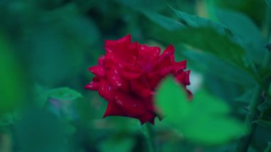 Akşamları yeşil çalılıklarda, su damlalarında kırmızı gül, kapat. Yüksek kaliteli FullHD görüntüler