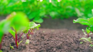 Yatak boyunca genç filizlenmiş kırmızı pancarlarla kamera hareketi. İyi bakılmış otsuz bahçe. Yüksek kaliteli FullHD görüntüler