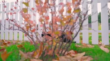 Siyah bir kedi sonbahar bahçesinde beyaz bir çit boyunca yürür. Yeşil çimlerin üzerinde düşen yapraklar ve bir kedi yavrusu. Evcil hayvanını dışarı çıkarıyorsun. Yüksek kaliteli FullHD görüntüler