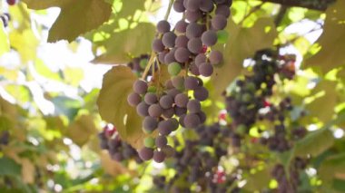 Mor üzümler yaz havasında üzüm bağında yetişir. Pürüzsüz kamera hareketi ve güneş parıldıyor. Yüksek kaliteli FullHD görüntüler