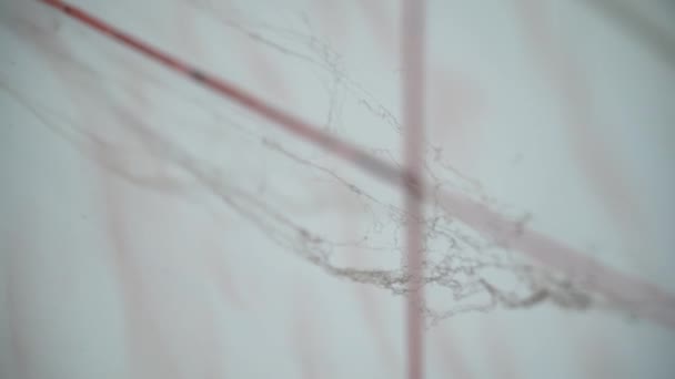 Cobweb Dans Poussière Sur Fond Carreaux Céramique Lumière Gros Plan — Video
