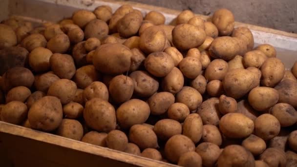 Volledige Container Met Witte Aardappelen Kelder Hoge Kwaliteit Fullhd Beeldmateriaal — Stockvideo