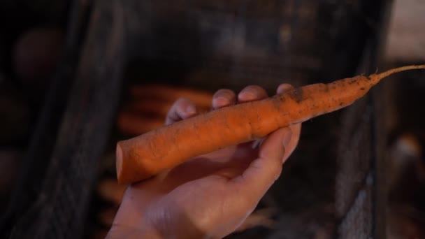 Orange Carrot Hand Close Top View High Quality Footage — Stock Video