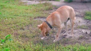 Pençelerinde yaralar olan bir köpek. Açık kahve renginde genç bir köpek sokakta yakın plan bir zincirde. Yüksek kaliteli FullHD görüntüler