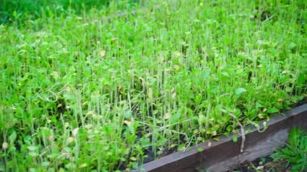 庭のベッド クローズアップで白いマスタードをベール 園芸での天然の緑肥の使用 高品質のフルHd映像 — ストック動画